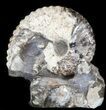 Hoploscaphites Ammonite Fossil - Wyoming #44061-1